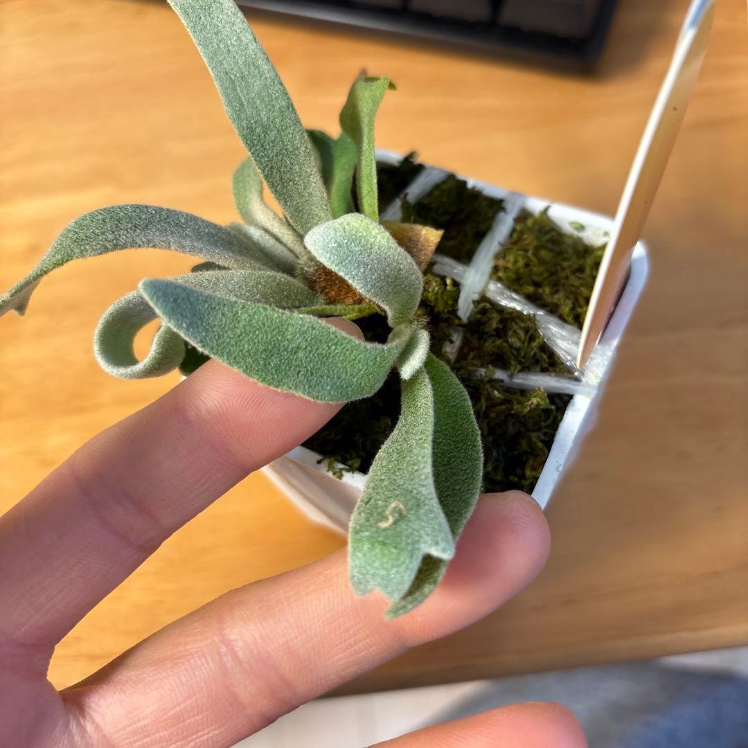 willinckii omg × samurai select 脇芽