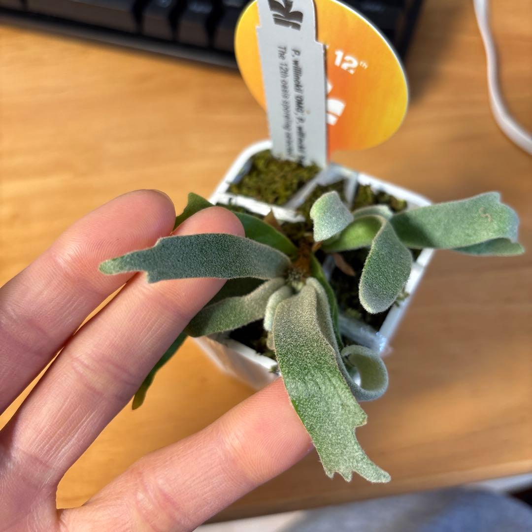 willinckii omg × samurai select 脇芽