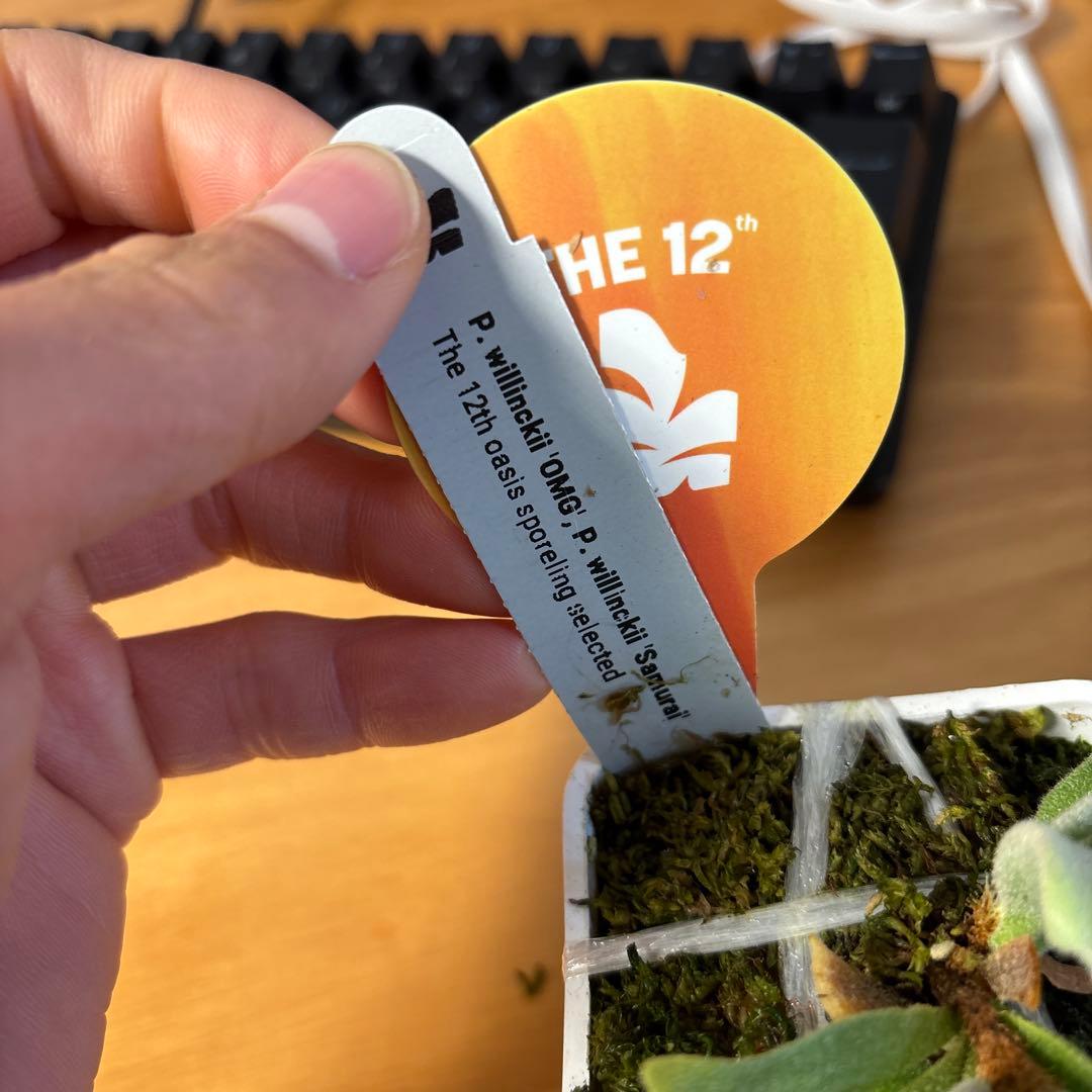 willinckii omg × samurai select 脇芽