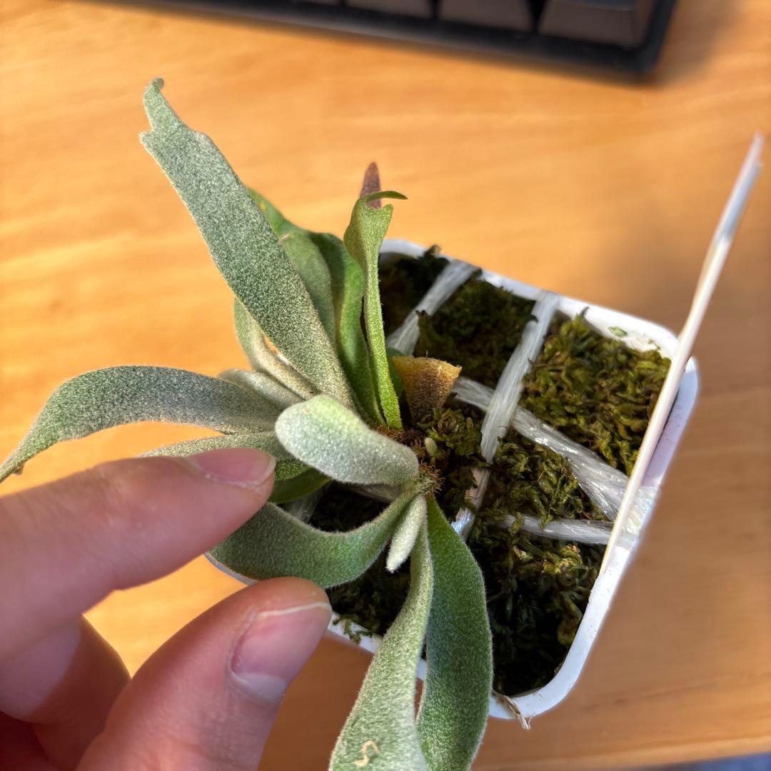 willinckii omg × samurai select 脇芽