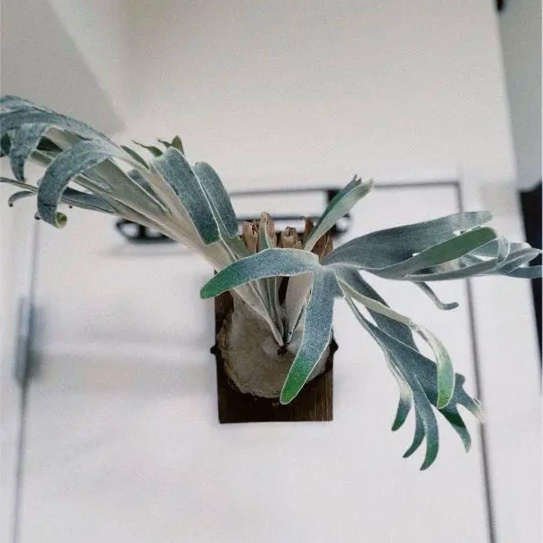 Pedro Tatsuta（OC）