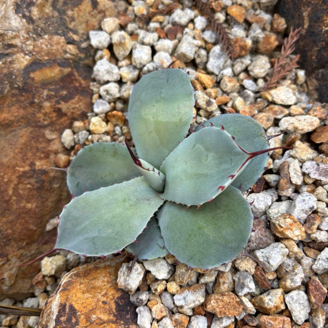 アガベ パリー トランカータ 子株 - メルカリ