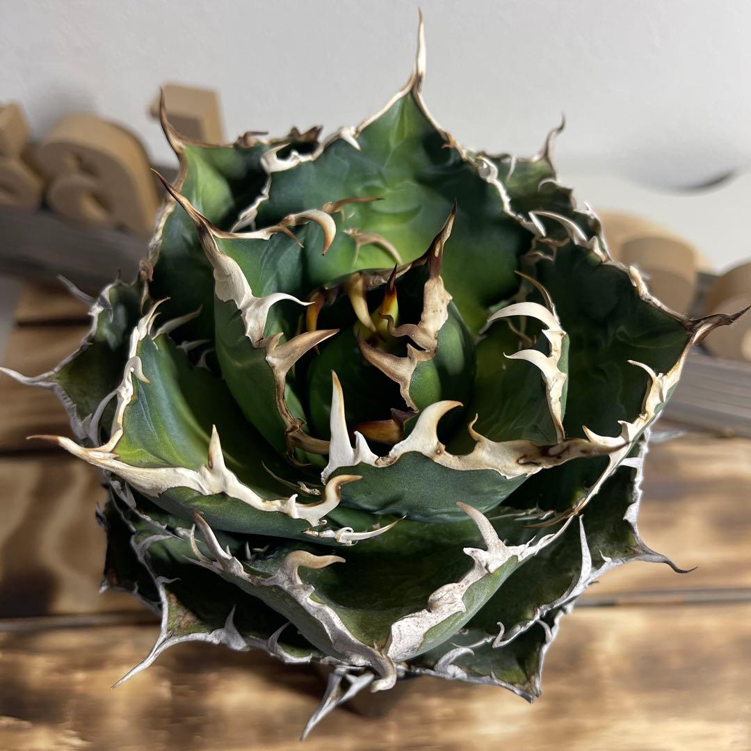 アガベ チタノタ　白鯨　 植物 約15cm