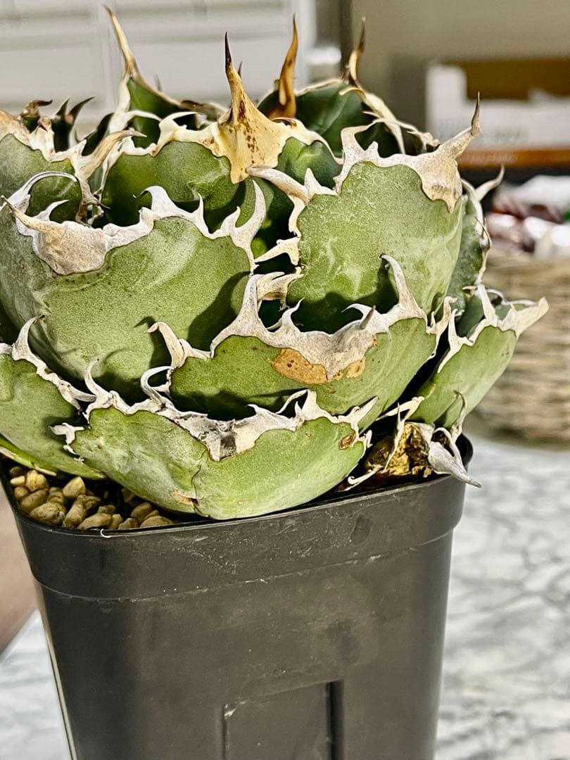 アガベ チタノタ　白鯨　 植物 約15cm