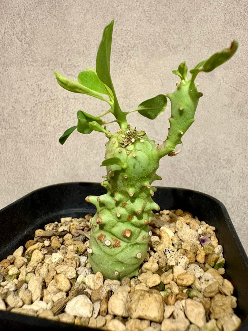 ユーフォルビア ロンギツベルクローサ 実生 鉢ごと発送 - メルカリ