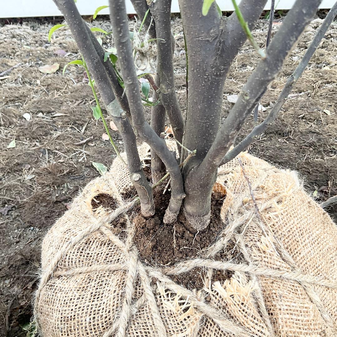 山採り ハイノキ/ 1039 - メルカリ