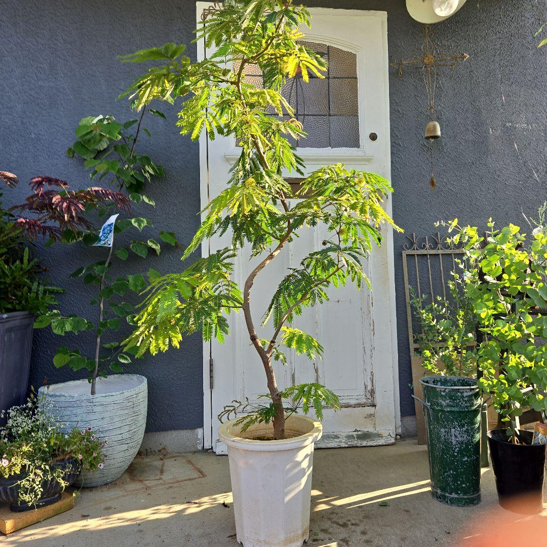 ①エバーフレッシュ曲がり仕立て10号特大苗木最高等級極太