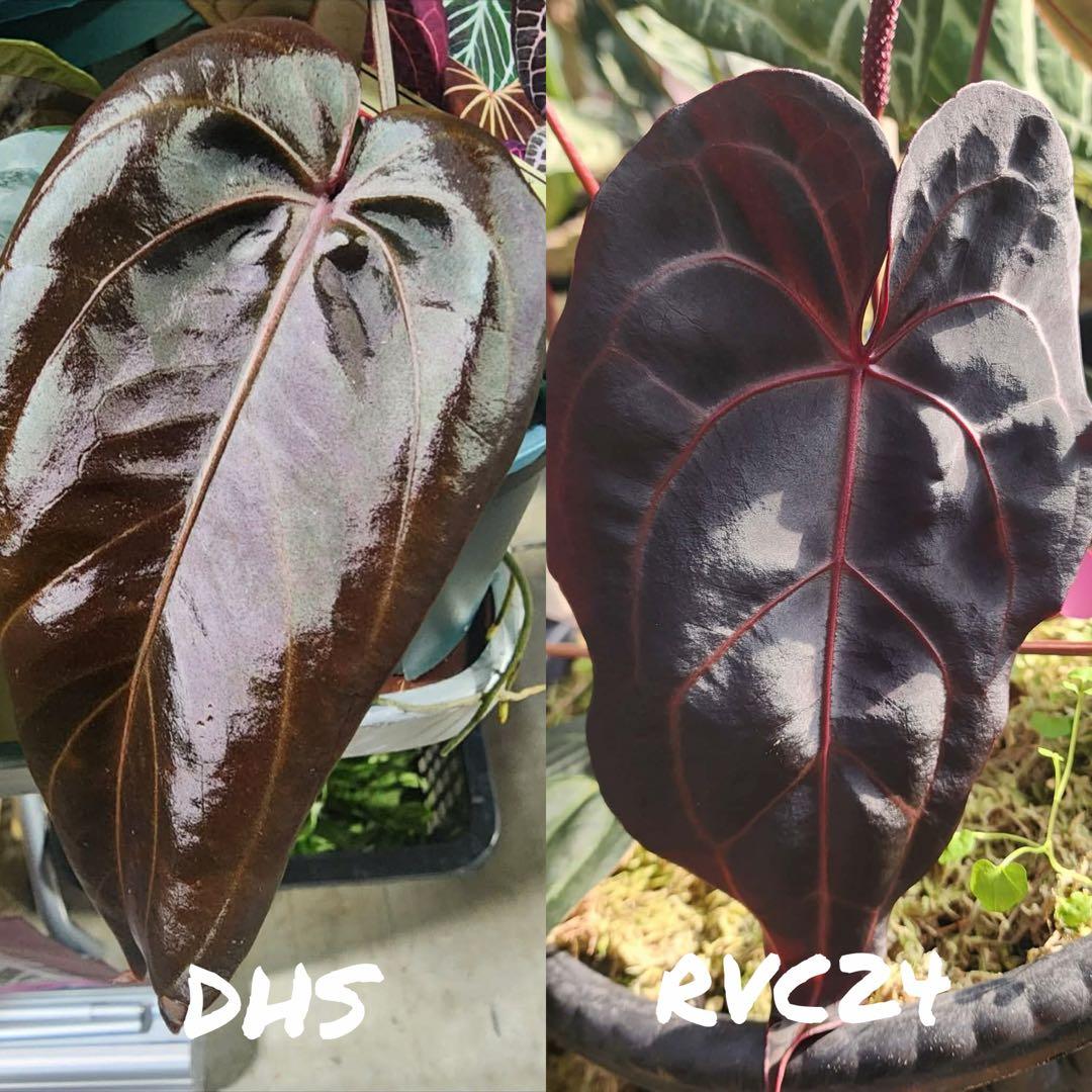 A. Dark and Handsome 4 × A. RVC24｜アンスリウム - メルカリ