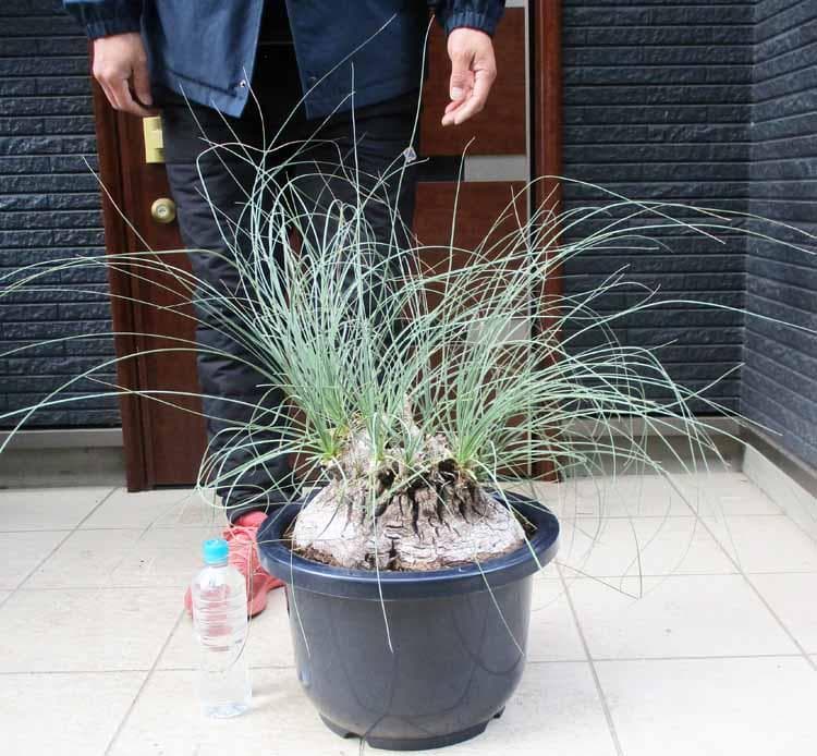 【現品】カリバナス・フーケリー（Calibanus hookeri）12号　３R