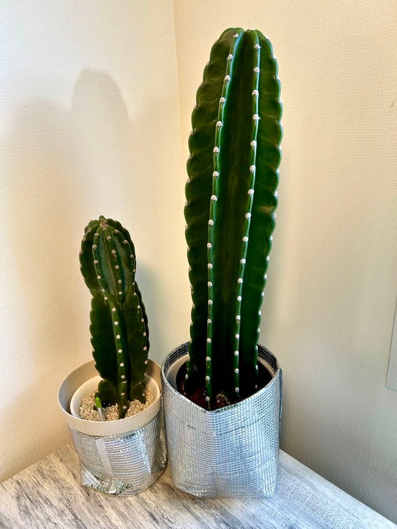 【引取特価】【美形】破格！柱サボテン大約73cm 小46cm