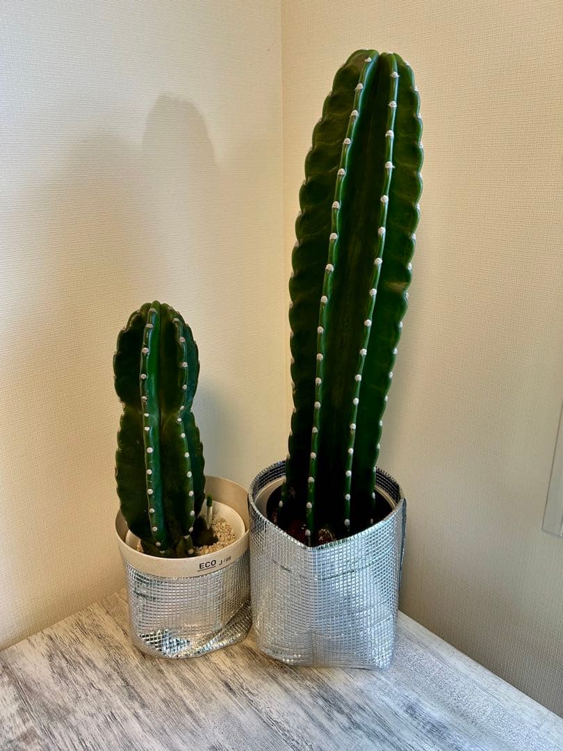 【引取特価】【美形】破格！柱サボテン大約73cm 小46cm
