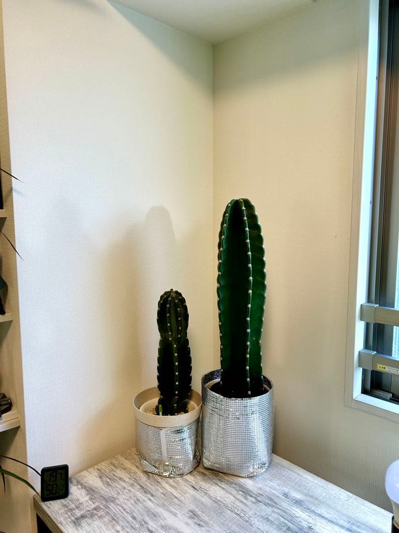 【引取特価】【美形】破格！柱サボテン大約73cm 小46cm