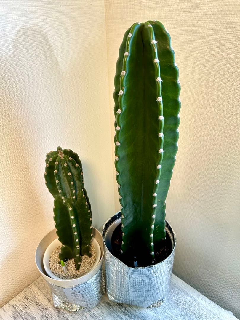 【引取特価】【美形】破格！柱サボテン大約73cm 小46cm
