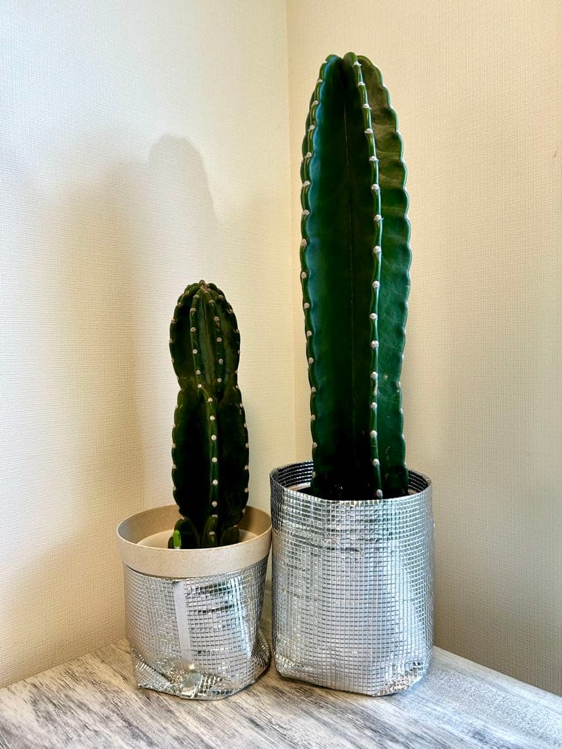 【引取特価】【美形】破格！柱サボテン大約73cm 小46cm