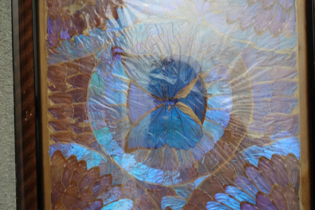 244　蝶羽画　希少 レア 羽根細工 モルフォ蝶 羽アートパネル