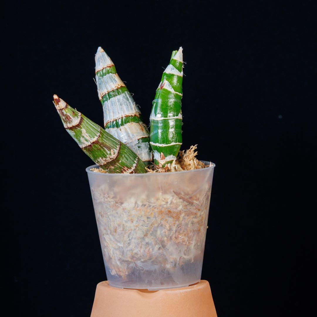 黄緑タケノコ蘭 SVO Fdk. Enter Light カタセタム