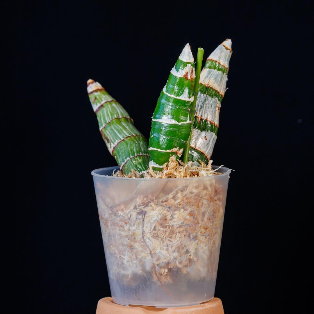 黄緑タケノコ蘭 SVO Fdk. Enter Light カタセタム