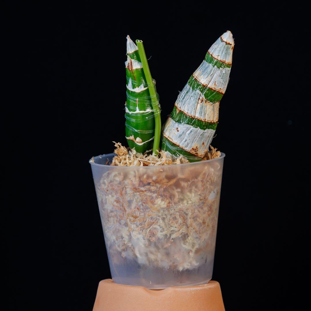 黄緑タケノコ蘭 SVO Fdk. Enter Light カタセタム