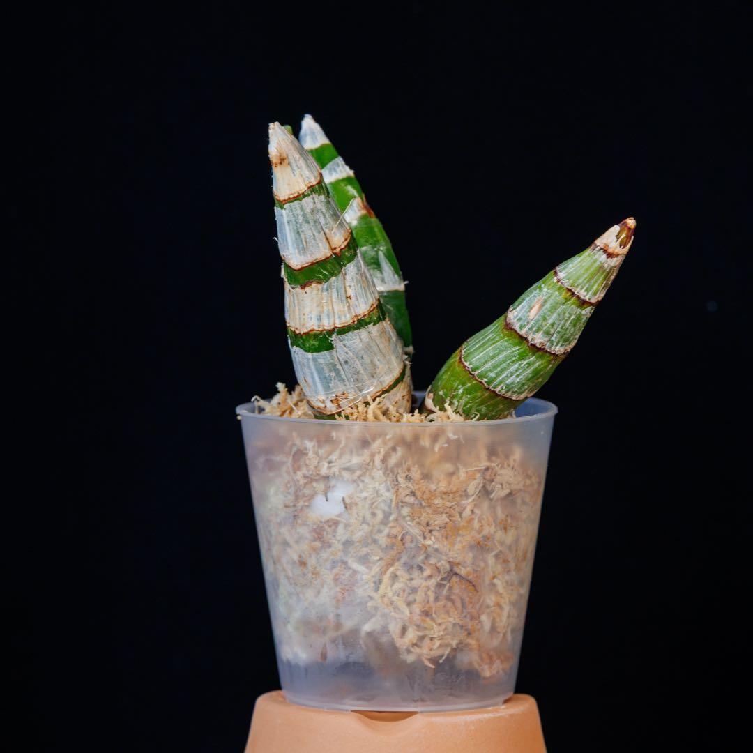 黄緑タケノコ蘭 SVO Fdk. Enter Light カタセタム