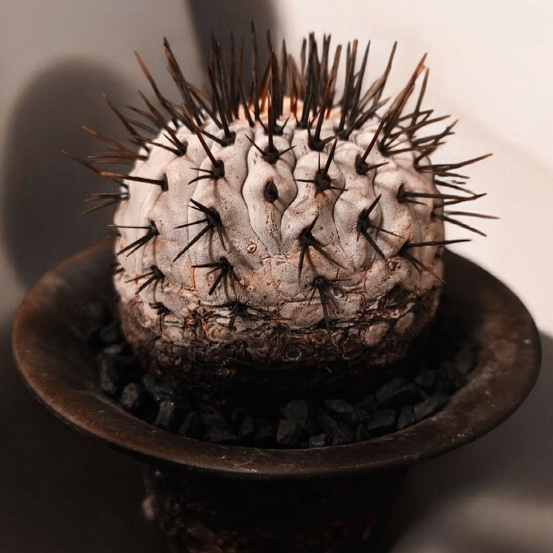 【鉢底発根】ボール型コピアポア コルムナアルバ 孤竜丸 黒王丸 陶器鉢