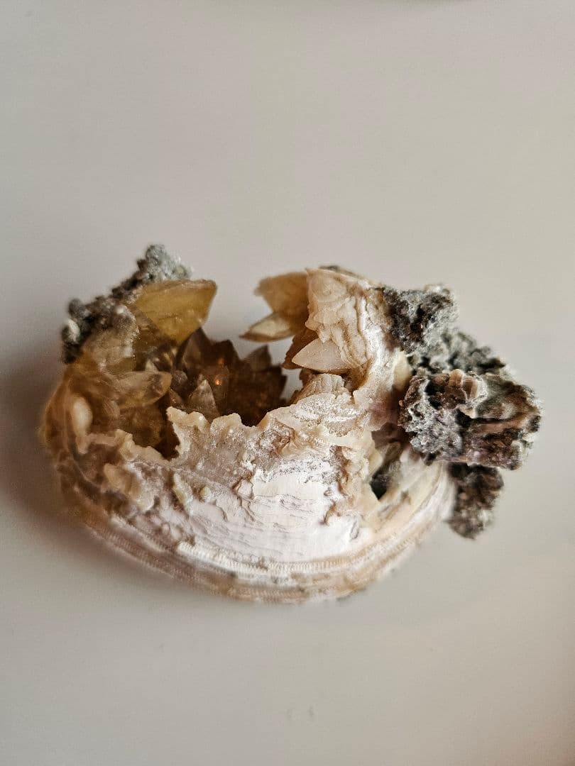 天然石 結晶 貝 化石 クラスター原石 置物 ミネラルマルシェ 巨大 鉱物 標本