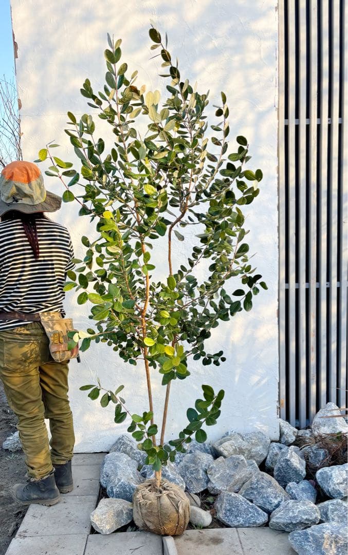 超逸品。フェイジョア1.8M(鉢底から)品番G - メルカリ