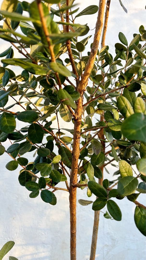 超逸品。フェイジョア1.8M(鉢底から)品番G - メルカリ