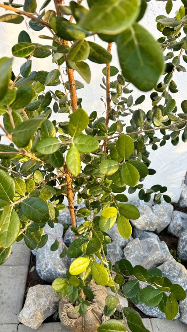 超逸品。フェイジョア1.8M(鉢底から)品番G - メルカリ