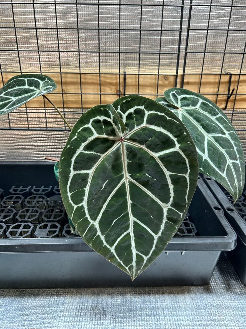 アンスリウム ミシェル Meshelle