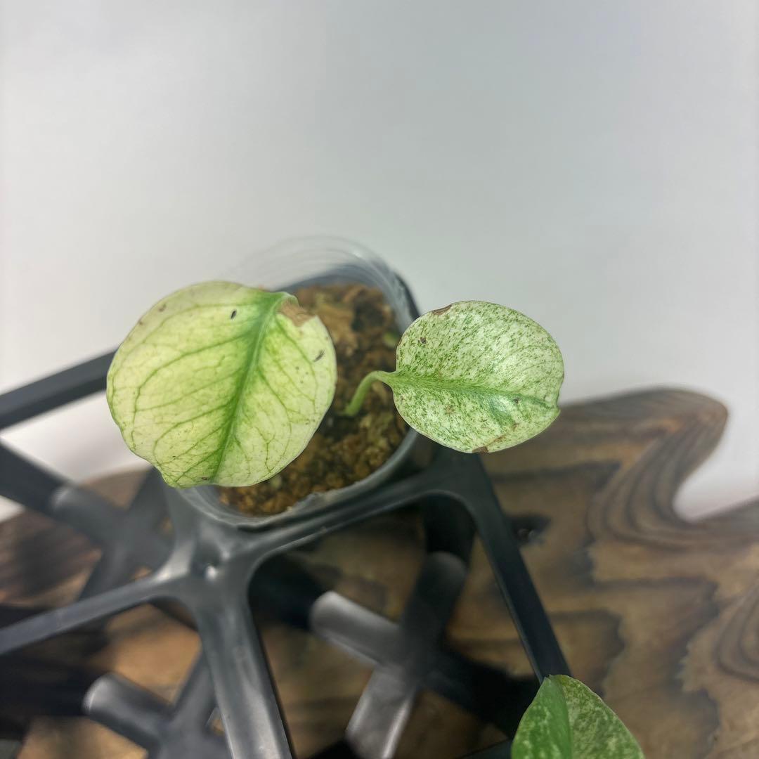 5株セットms96【特別選抜】ホワイトモンスター／天津蘭 モンステラ