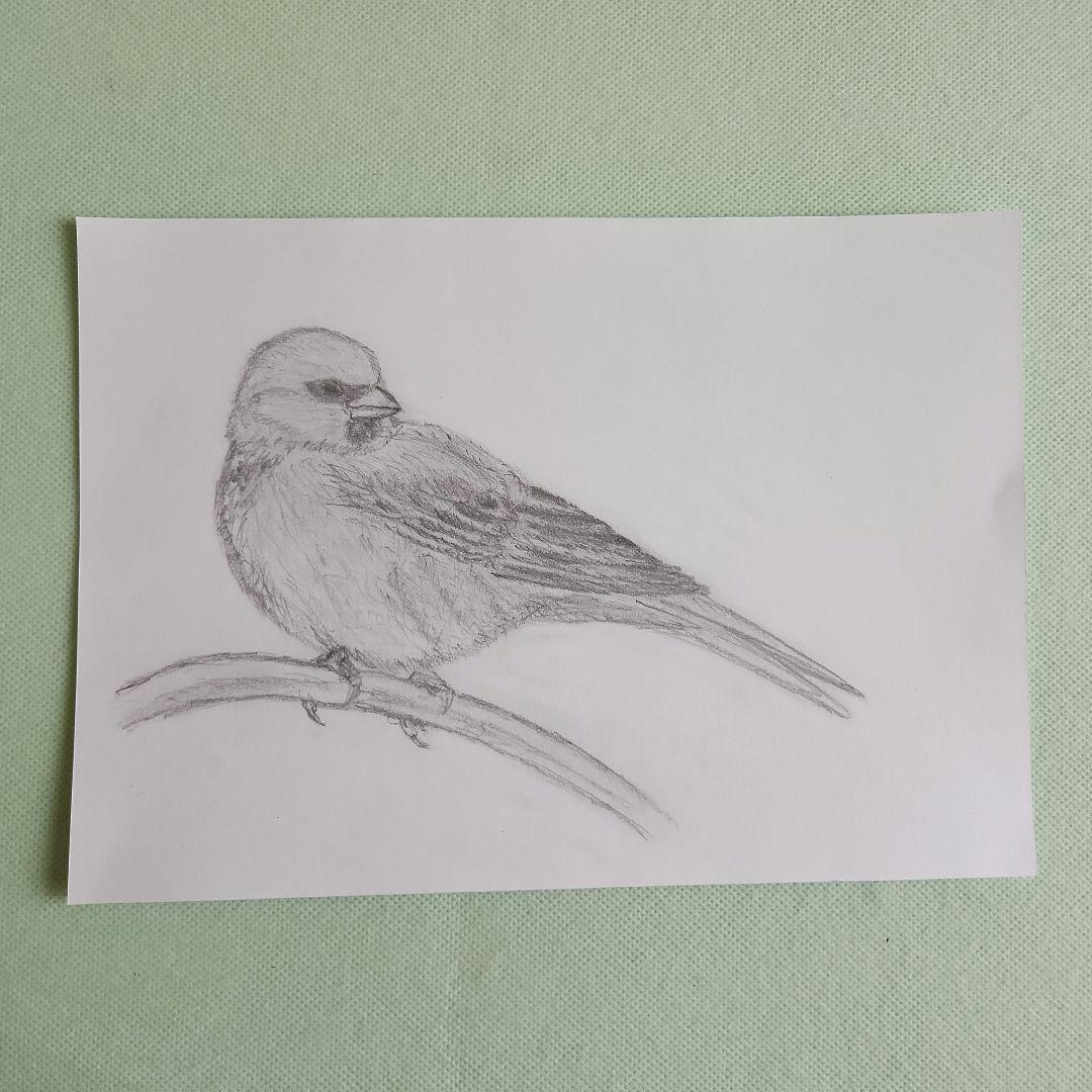 雀 すずめ スズメ 鳥 A4 鉛筆画 動物画 素人 の 絵 - メルカリ