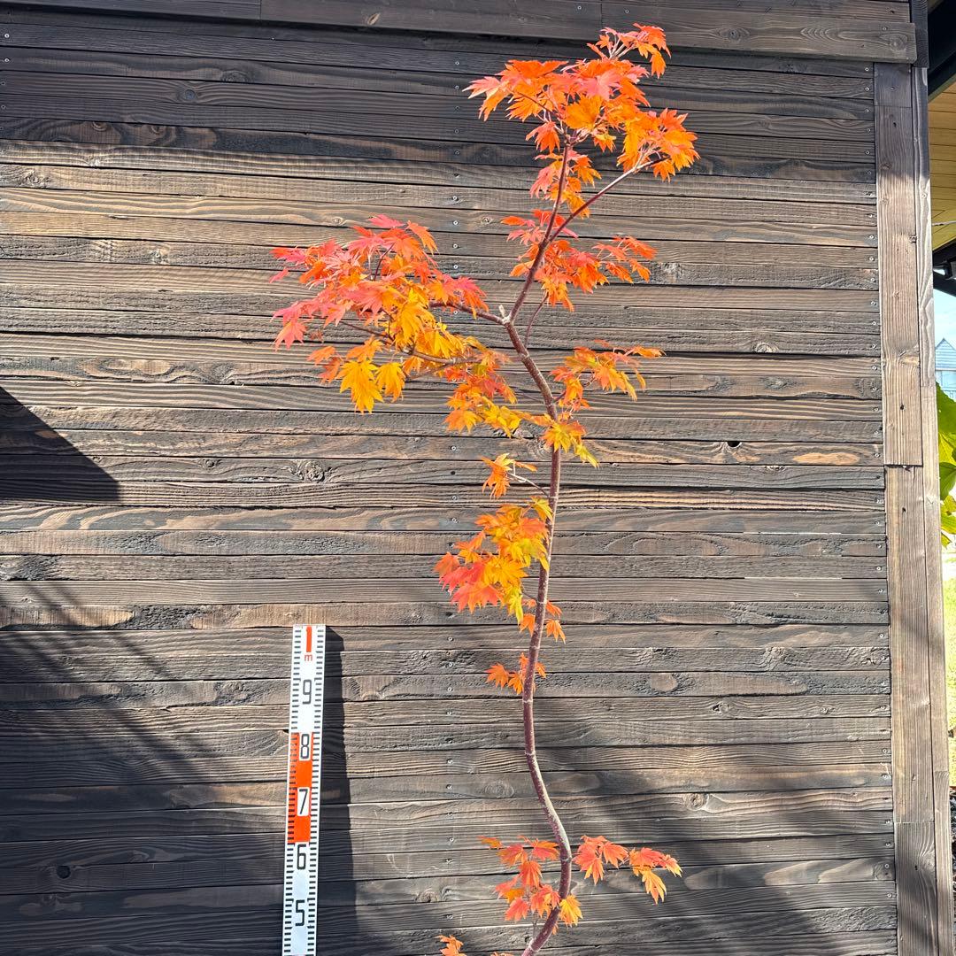 コハウチワカエデ/シダレコハウチワカエデ《希少/枝垂》【現品発送】管理70758