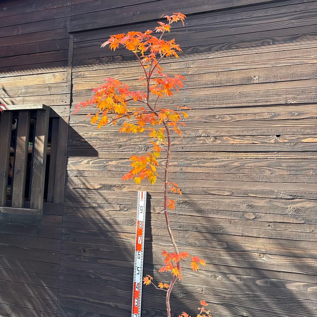 コハウチワカエデ/シダレコハウチワカエデ《希少/枝垂》【現品発送】管理70758