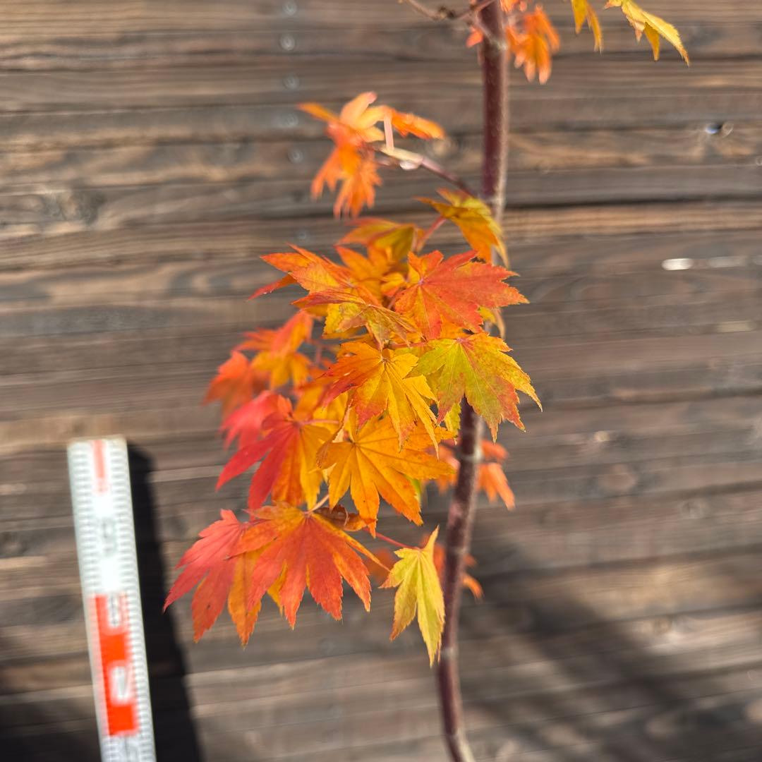 コハウチワカエデ/シダレコハウチワカエデ《希少/枝垂》【現品発送】管理70758