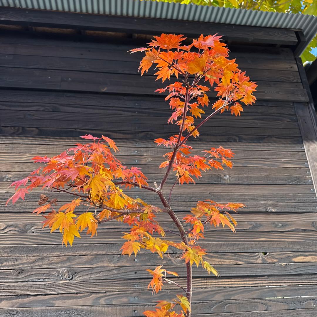 コハウチワカエデ/シダレコハウチワカエデ《希少/枝垂》【現品発送】管理70758