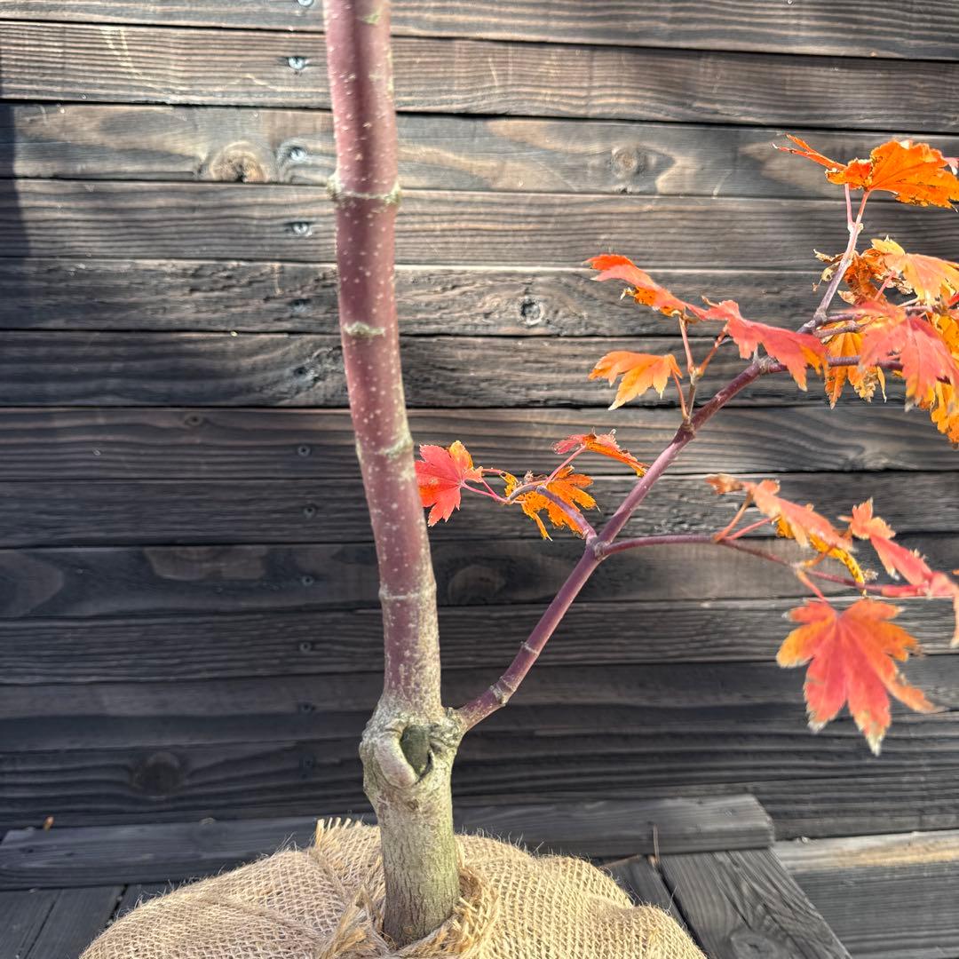 コハウチワカエデ/シダレコハウチワカエデ《希少/枝垂》【現品発送】管理70758