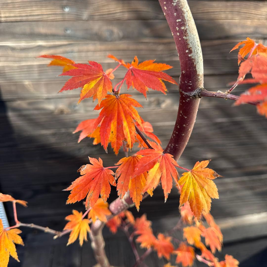 コハウチワカエデ/シダレコハウチワカエデ《希少/枝垂》【現品発送】管理70758