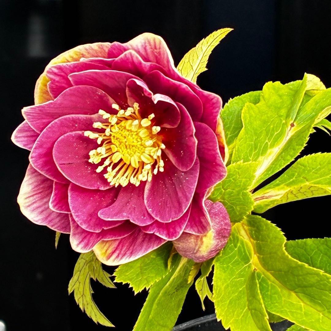 3550☘️蕾花付き☘️⭐️ソレイユ⭐️紅ピンク⭐️広瀬園芸