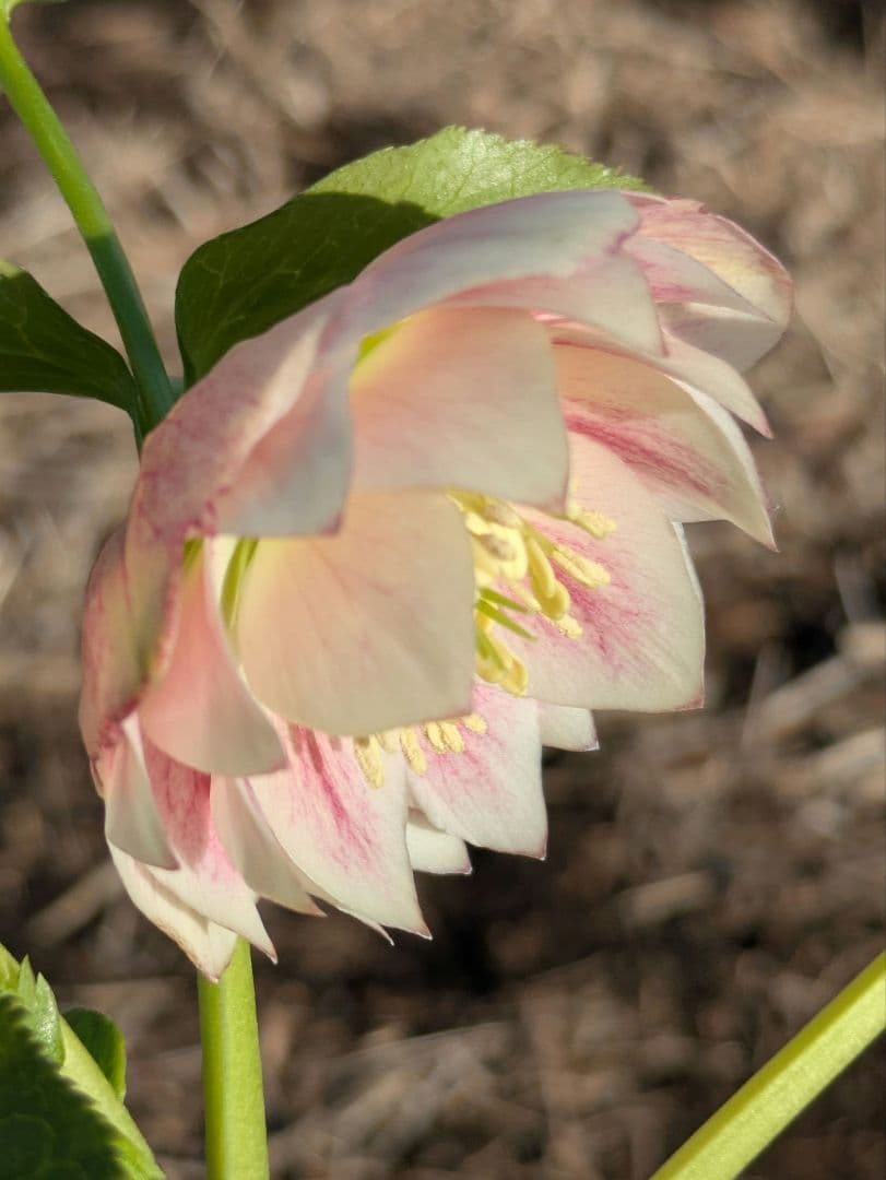 クリスマスローズ WS【オーレア系パステルピンクグラデーション】dd