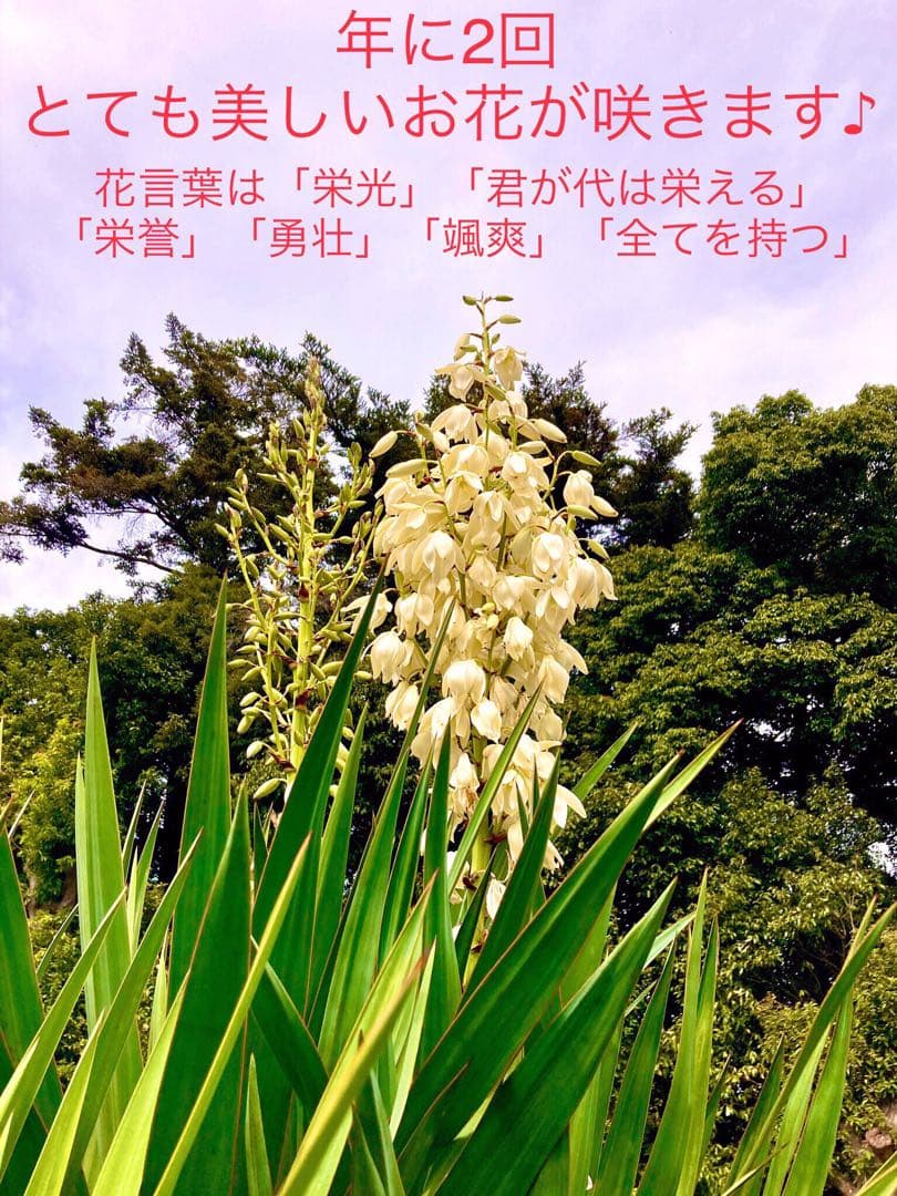 里山で完全野生化！幸運の木【ユッカグロリオサ＊アツバキミガヨラン】インドの鉢植え