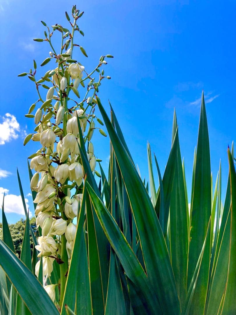 里山で完全野生化！幸運の木【ユッカグロリオサ＊アツバキミガヨラン】インドの鉢植え