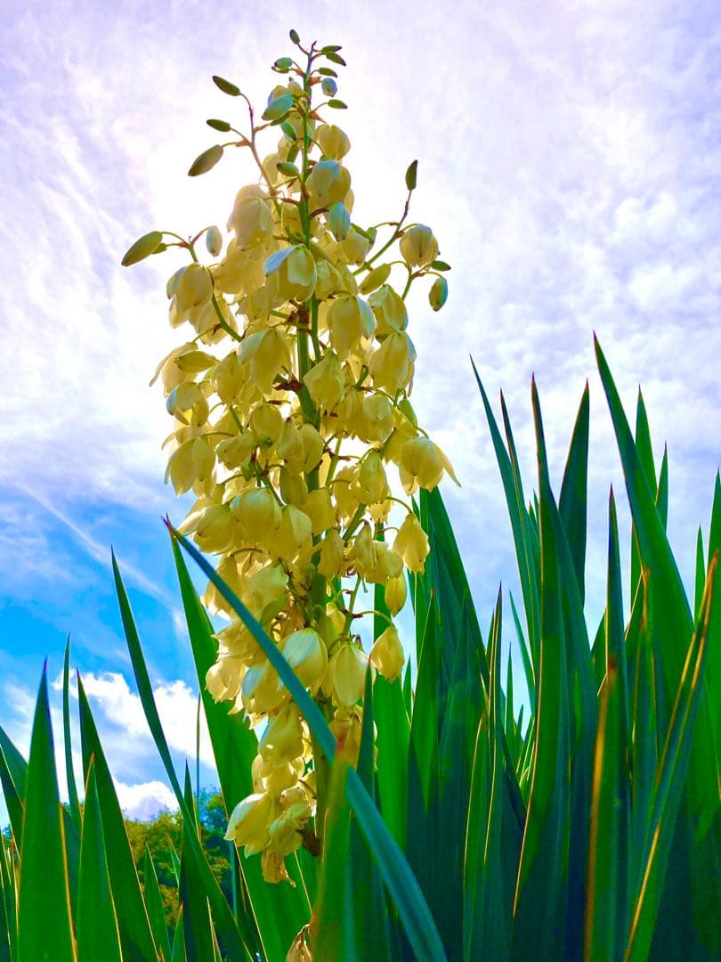 里山で完全野生化！幸運の木【ユッカグロリオサ＊アツバキミガヨラン】インドの鉢植え