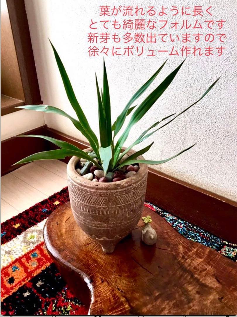 里山で完全野生化！幸運の木【ユッカグロリオサ＊アツバキミガヨラン】インドの鉢植え