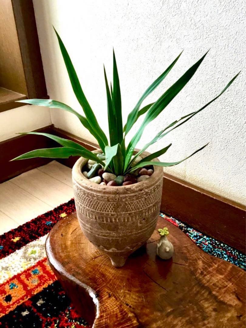 里山で完全野生化！幸運の木【ユッカグロリオサ＊アツバキミガヨラン】インドの鉢植え