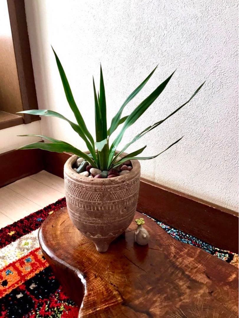 里山で完全野生化！幸運の木【ユッカグロリオサ＊アツバキミガヨラン】インドの鉢植え