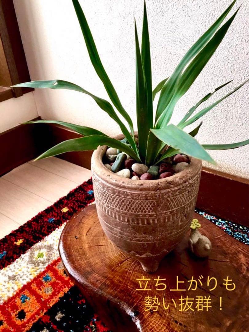 里山で完全野生化！幸運の木【ユッカグロリオサ＊アツバキミガヨラン】インドの鉢植え