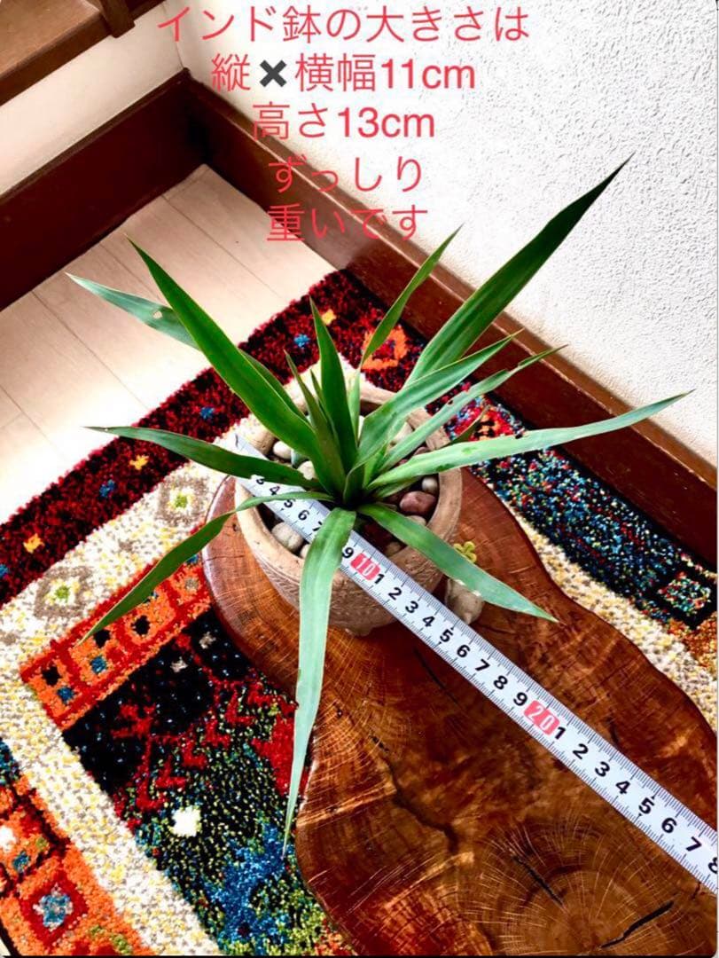 里山で完全野生化！幸運の木【ユッカグロリオサ＊アツバキミガヨラン】インドの鉢植え