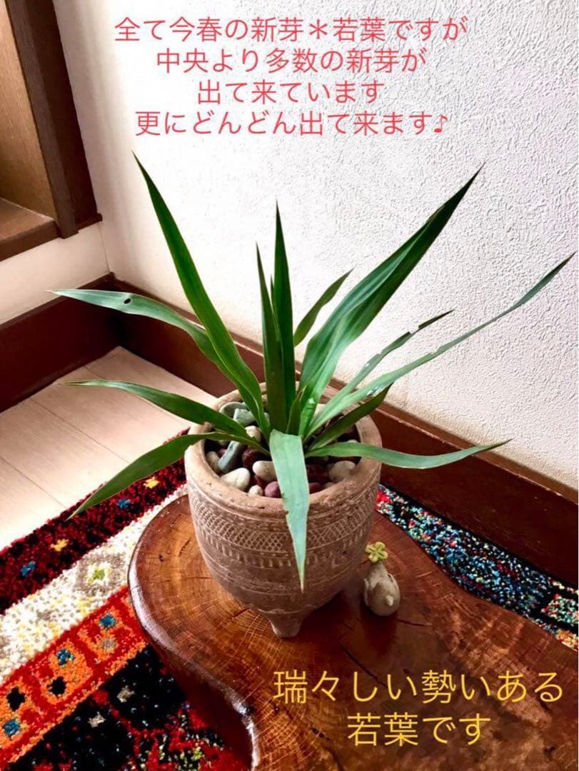 里山で完全野生化！幸運の木【ユッカグロリオサ＊アツバキミガヨラン】インドの鉢植え