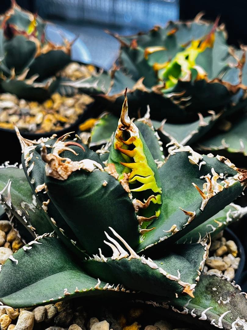 AGAVE TITANOTA イタリアメリクロン変異ロット株（子株付き）
