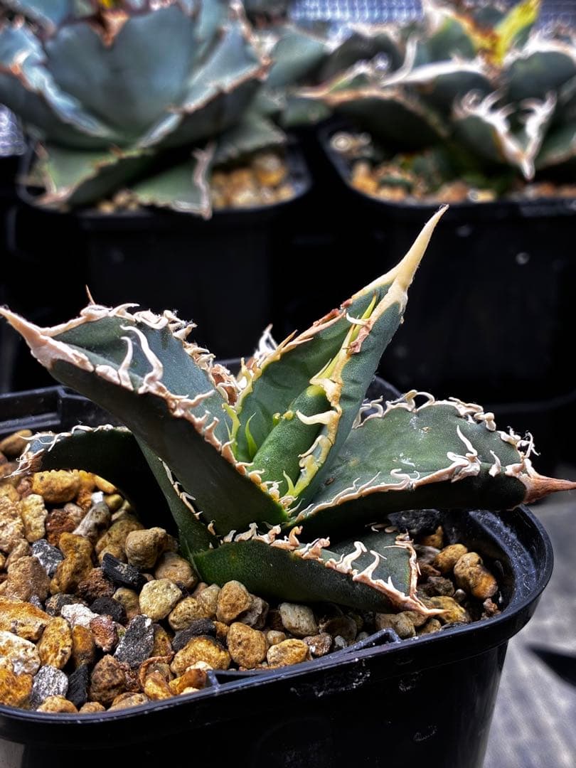AGAVE TITANOTA イタリアメリクロン変異ロット株（子株付き）